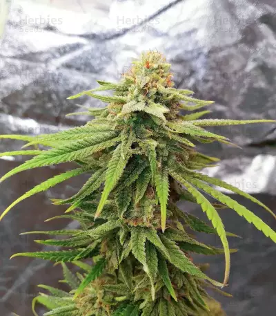 Amsterdam Amnesia feminisierte Samen (Dutch Passion)