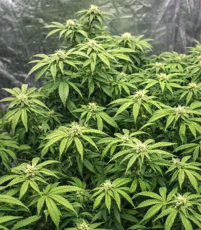 Bubblehead 13 (Big Head Seeds) Cannabis-Samen