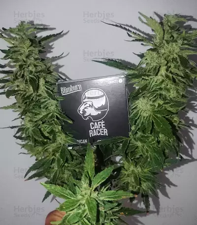 Café Racer (BlimBurn Seeds)