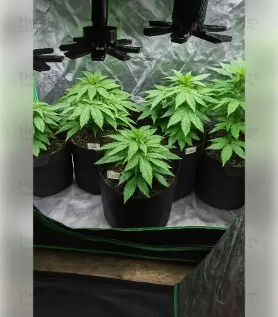 Fat Bastard (Blimburn Seeds)