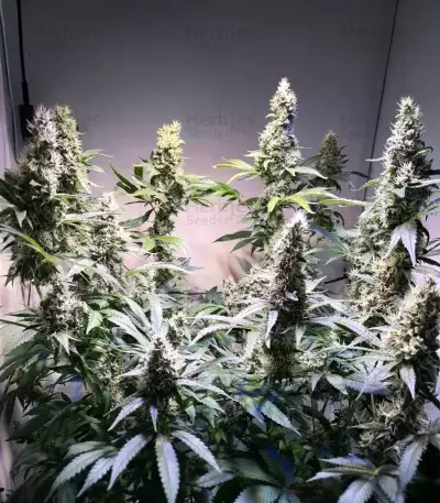 Gelato #45 Samen feminisiert (Barney's Farm)