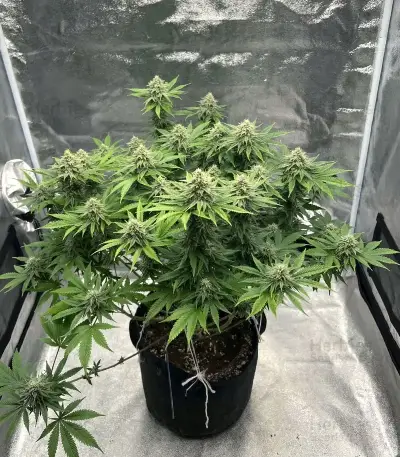 Insane OG (Herbies Seeds)