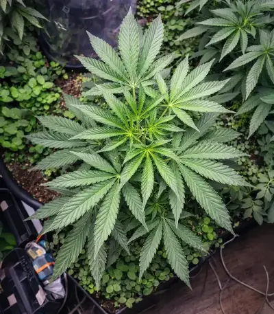 LFG (Barney's Farm)