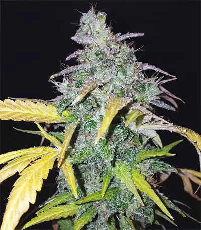 Orange Sherbet Auto feminisierte Samen (Fast Buds)