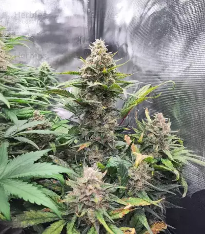 Pound Cake Auto feminisierte Samen (Fast Buds)