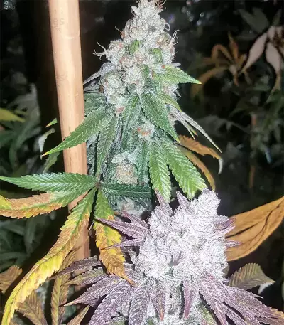 Pure Kush (Original Sensible Seeds) Cannabis-Samen