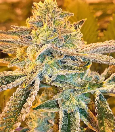 Pure Kush (Original Sensible Seeds) Cannabis-Samen