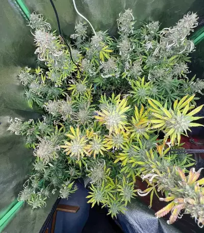 Purple Juice Auto feminisierte Samen (Herbies Seeds)