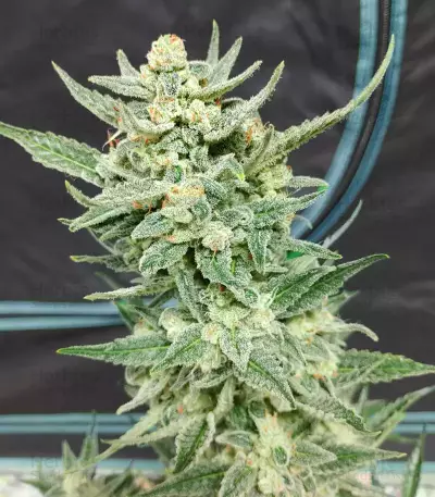 Strawberry Banana Auto feminisierte Samen (Fast Buds)