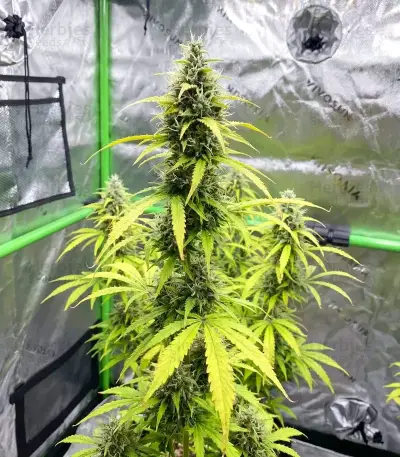 Super Lemon Cloud Auto (Herbies Seeds)