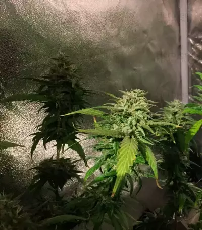 Triple Cheese (Barney's Farm) Cannabis-Samen