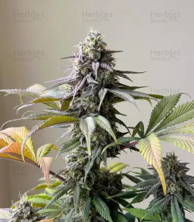 White Widow (RQS) Cannabis-Samen