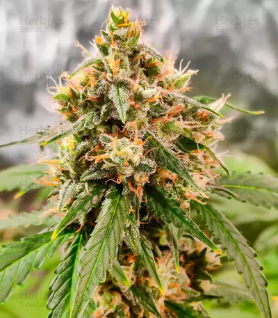 Wedding Cake Autoflower feminisierte Samen (EGS)