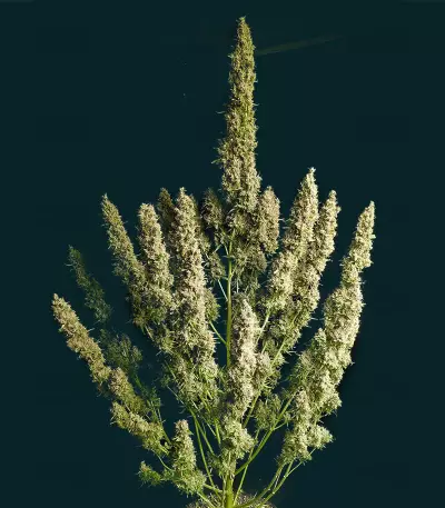 Wedding Glue Auto feminisierte Samen (Seedstockers)