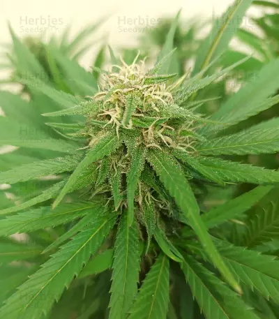 Tatanka Pure CBD feminisiertes Saatgut (RQS)