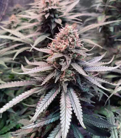 Franco's Lemon Cheese (GHS) Cannabis-Samen