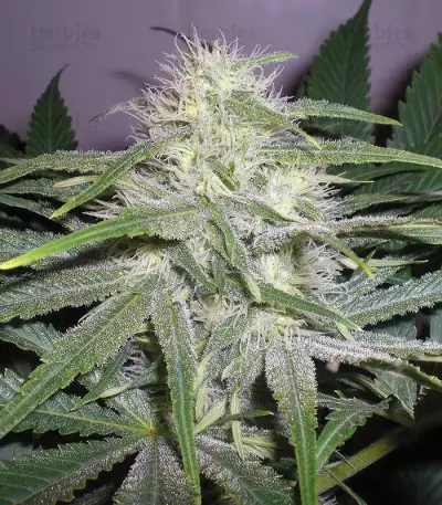 The Church (GHS) Cannabis-Samen