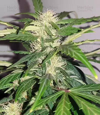 Auto Kaya 47 (Advanced Seeds) Cannabis-Samen