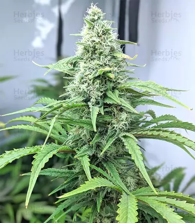 Big Freeze (Big Head Seeds) Cannabis-Samen