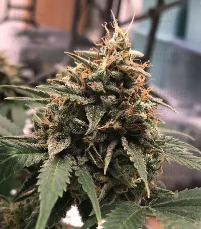 Candy Dawg Autoflower (Seedstockers) Cannabis-Samen