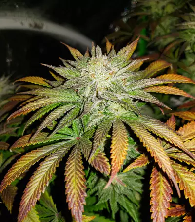 Chemdawg (Humboldt Seeds Organization) Cannabis-Samen