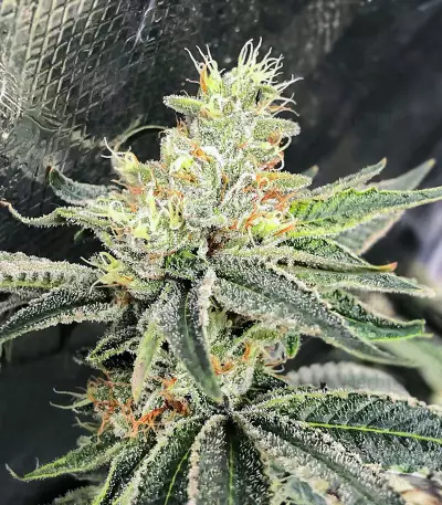 Dozy Cookies feminisierte Samen (AlphaFem Seeds)
