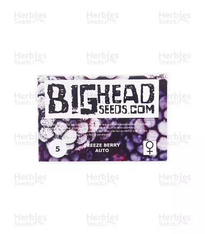 Freeze Berry Auto (Big Head Seeds) Cannabis-Samen