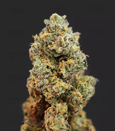 French Macaron (Gelato 33 x French Cookies) (T.H. Seeds) Cannabis-Samen