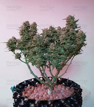 Girl Scout Cookies (Big Head Seeds) Cannabis-Samen