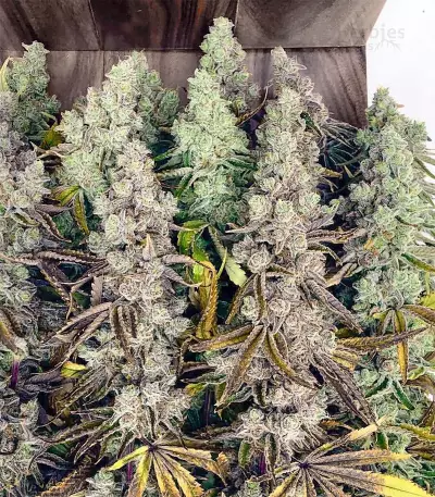 Headstash (Karma Genetics) Cannabis-Samen
