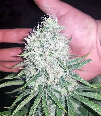 King's Banner regular (Dark Horse Genetics) Cannabis-Samen