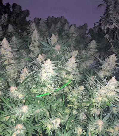 King's Banner regular (Dark Horse Genetics) Cannabis-Samen