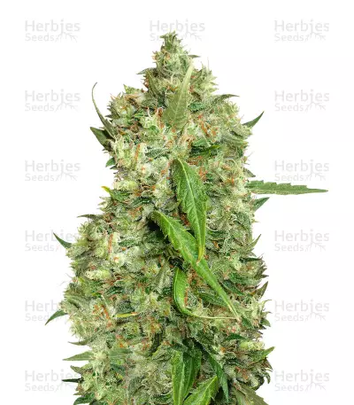 NL5 x Haze Regular (Mr. Nice Seedbank) Cannabis-Samen