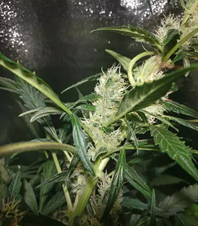 Northern Lights Auto (White Label) Cannabis-Samen