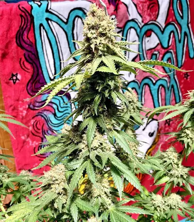 Northern Lights regular (Sensi Seeds) Cannabis-Samen