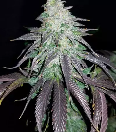 OGKZ (Humboldt Seeds Organization) Cannabis-Samen