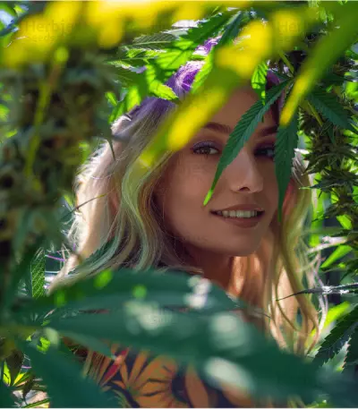 Pineapple Express feminisierte Samen (Barney's Farm)