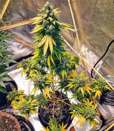 Sticky Fingers Autoflower (Seedstockers) Cannabis-Samen
