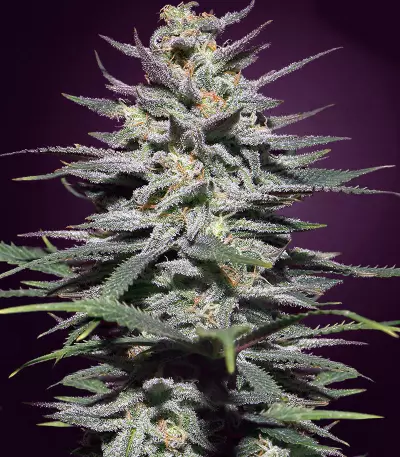 Super Lemon Haze CBD (GHS) Cannabis-Samen