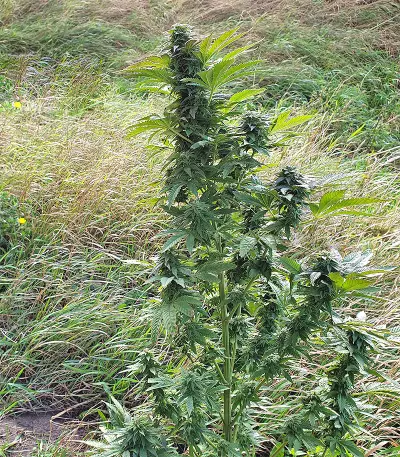 Super Skunk Autoflower (Seedstockers) Cannabis-Samen