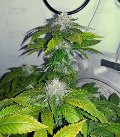Washing Machine (Ripper Seeds) Cannabis-Samen