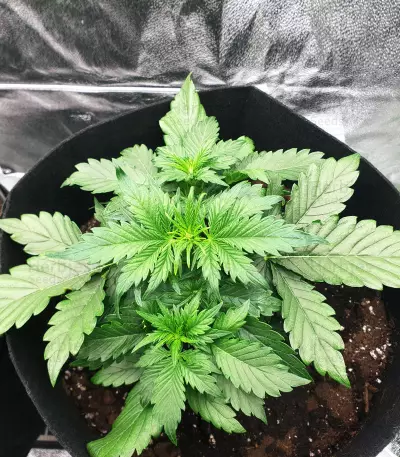 AK420 Autoflower strain
