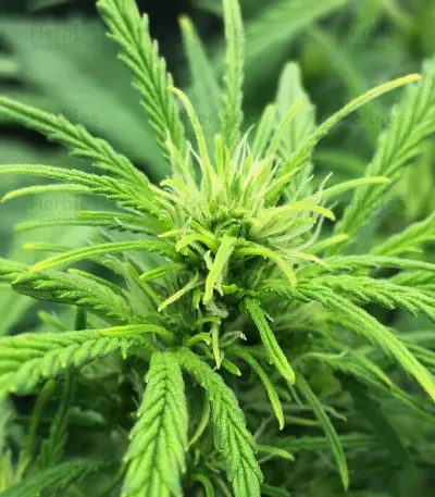 Ak Automatic (BlimBurn Seeds) Cannabis-Samen
