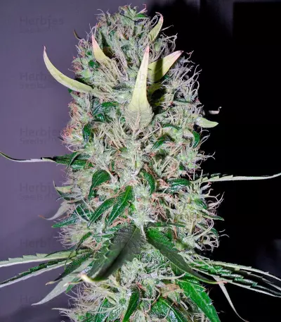 Arjan's Haze #3 (GHS) Cannabis-Samen