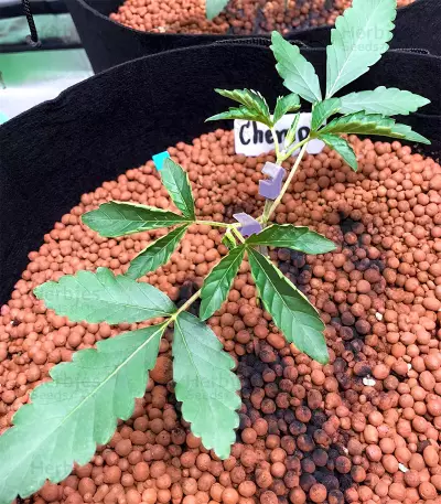 Chempie (Ripper Seeds)