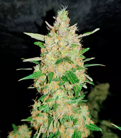Extreme Impact Auto (Heavyweight Seeds) Cannabis-Samen