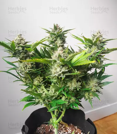 Gelato 41 x Gelato 41 Auto feminisierte Samen (Green House Seeds)