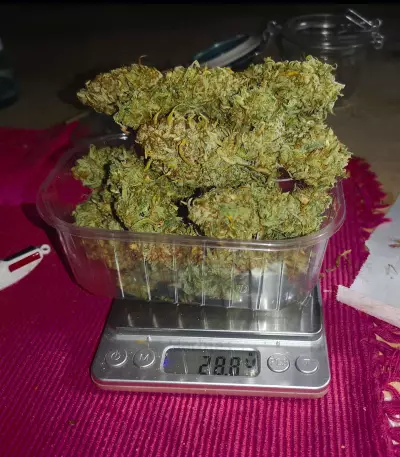 Glue Gelato Auto (Barney's Farm) Cannabis-Samen
