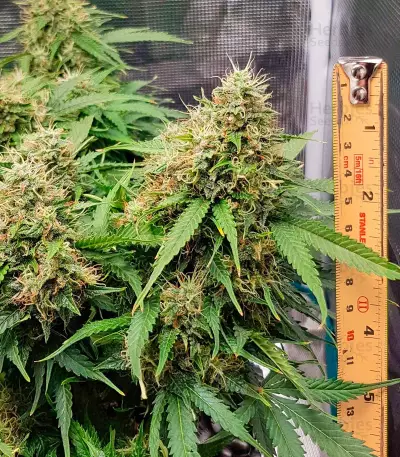 Green Crack Auto (Fast Buds) Cannabis-Samen