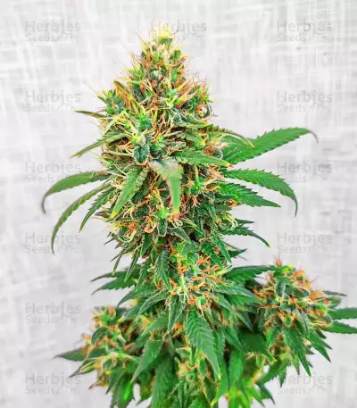 I'm Alive feminisierte Samen (AlphaFem Seeds)
